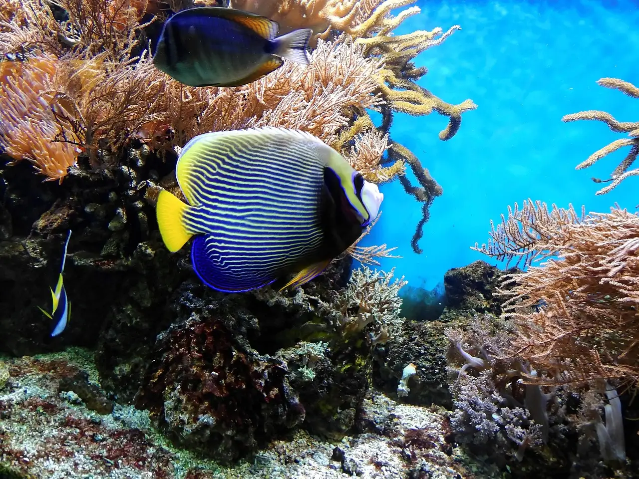 Colorful angelfish swimming among corals in an aquarium tank