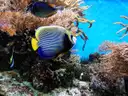 Colorful angelfish swimming among corals in an aquarium tank