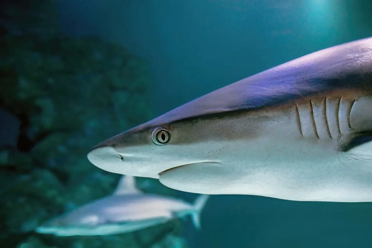 Grey reef shark swimming past the glass of an aquarium tank