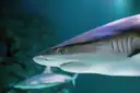 Grey reef shark swimming past the glass of an aquarium tank