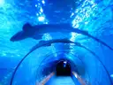 Sharks swimming over a glass tunnel in an aquarium