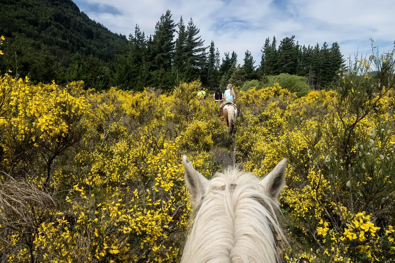 A view between a white horse’s ears along a trail through yellow broom and pine trees