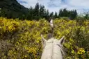 A view between a white horse’s ears along a trail through yellow broom and pine trees