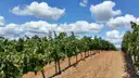 Long rows of green vines on a dirt track under white clouds
