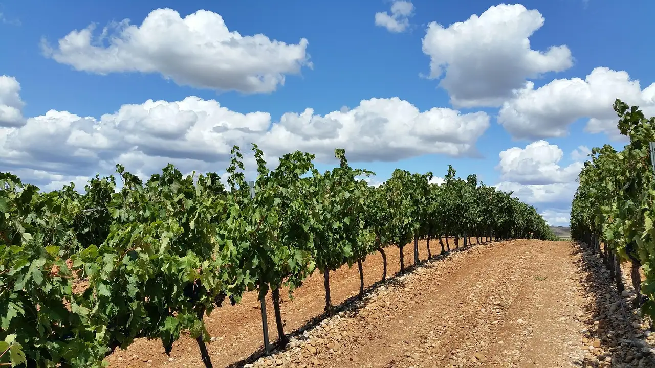 Long rows of green vines on a dirt track under white clouds