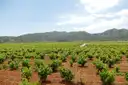 Rows of young vines in red soil, with green hills behind