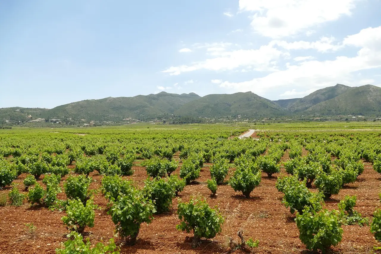 Rows of young vines in red soil, with green hills behind